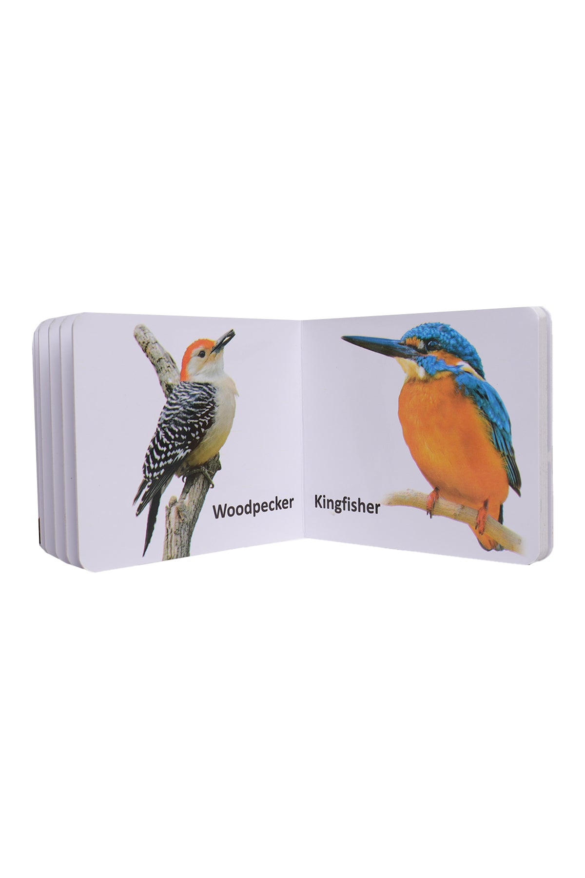 Kids Learning Board Book (Birds)