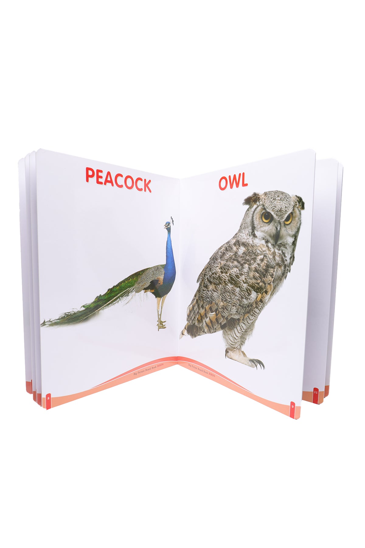 Big Picture Board Book (Birds)